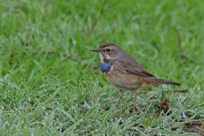 Bluethroat - כחול-חזה - Luscinia svecica