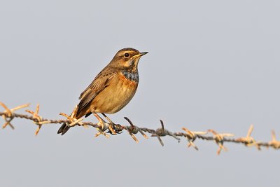 Bluethroat - כחול-חזה - Luscinia svecica