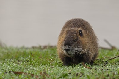 Coypu