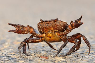 Freshwater crab - סרטן הנחלים - Potamon potamios