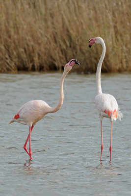 Flamingo - פלמינגו מצוי - Phoenicopterus roseus