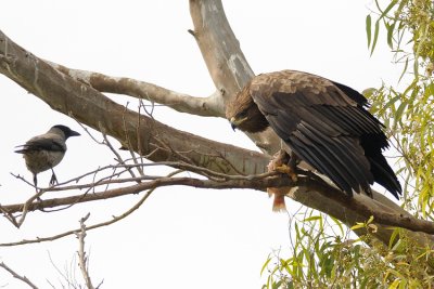 Greater Spotted Eagle - עיט צפרדעים - Aquila clanga