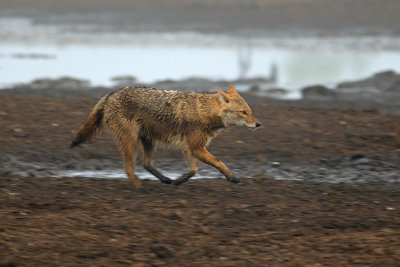 <h5>Golden Jackal - תן זהוב - <i>Canis aureus<i></h5>