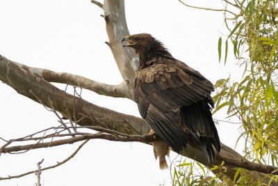 Greater Spotted Eagle - עיט צפרדעים - Aquila clanga