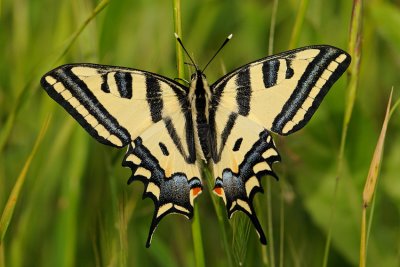 Southern Swallowtail - ז.ס. מכבים - Papilio alexanor