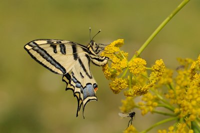 Southern Swallowtail - ז.ס. מכבים - Papilio alexanor