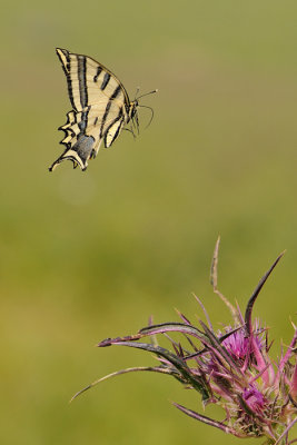 Southern Swallowtail - ז.ס. מכבים - Papilio alexanor
