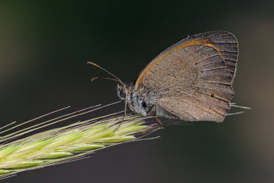 Turkish Meadow Brown - Maniola telmessia