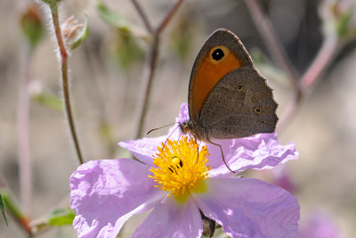 Turkish Meadow Brown - Maniola telmessia