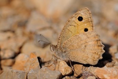 Klug's Tawny Rockbrown - Pseudochazara pelopea