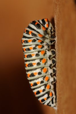 Old World Swallowtail - זנב-סנונית - Papilio machaon
