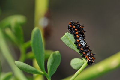 Old World Swallowtail - זנב-סנונית - Papilio machaon