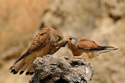 Common Kestrel - בז מצוי - Falco tinnunculus
