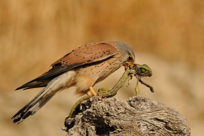 Common Kestrel - בז מצוי - Falco tinnunculus