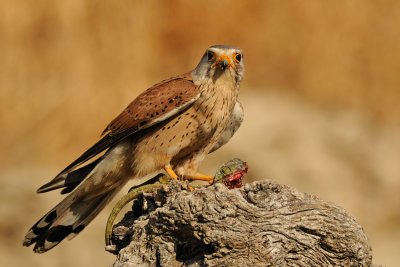 Common Kestrel - בז מצוי - Falco tinnunculus