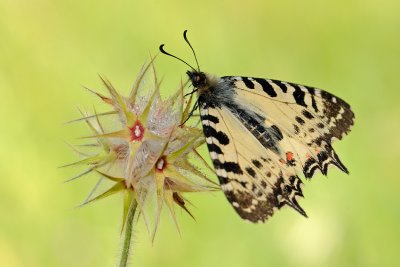 Eastern Festoon - צבעוני קשוט - Allancastria cerisyi