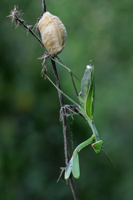 Mantis - גמל שלמה ירוק - Sphodromantis viridis