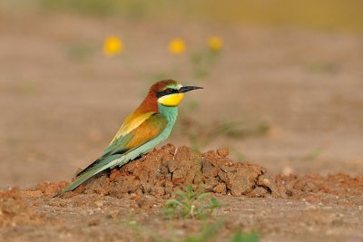 European Bee-eater - שרקרק מצוי - Merops apiaster