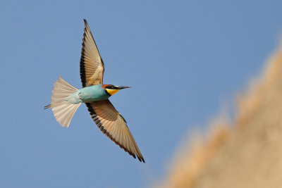 European Bee-eater - שרקרק מצוי - Merops apiaster