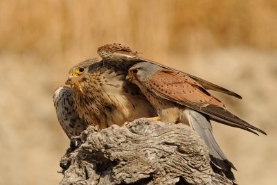 Common Kestrel - בז מצוי - Falco tinnunculus