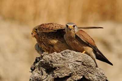 Common Kestrel - בז מצוי - Falco tinnunculus