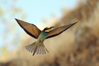 European Bee-eater - שרקרק מצוי - Merops apiaster