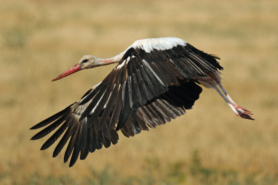 White Stork - חסידה לבנה - Ciconia ciconia