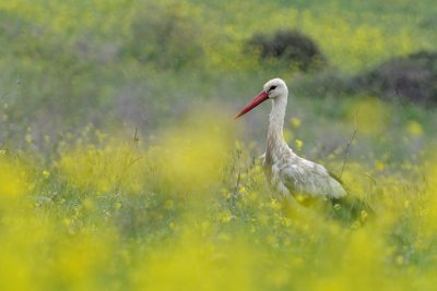 White Stork - חסידה לבנה - Ciconia ciconia
