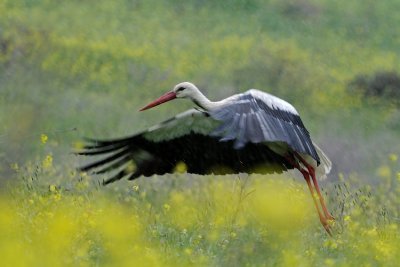 White Stork - חסידה לבנה - Ciconia ciconia