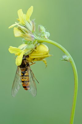 Crab Spider and Hoverfly - סרטביש ורחפן