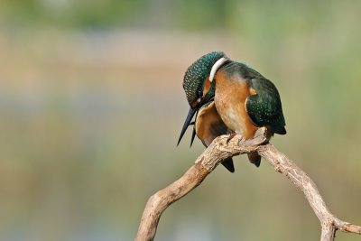 Common Kingfisher - שלדג גמדי - Alcedo atthis