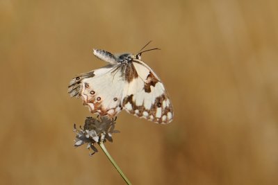 Levantine Marbled White - Melanargia titea