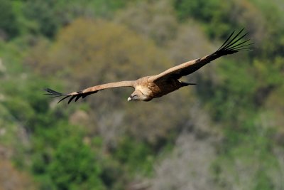 Griffon Vulture - נשר מקראי - Gyps fulvus