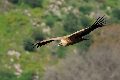 Griffon Vulture - נשר מקראי - Gyps fulvus