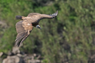Griffon Vulture - R03 נשר מקראי - Gyps fulvus