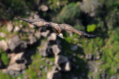 Griffon Vulture - R03 נשר מקראי - Gyps fulvus