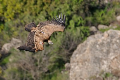 Griffon Vulture - G77 נשר מקראי - Gyps fulvus