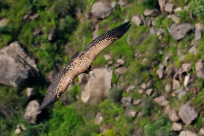 Griffon Vulture - G77 נשר מקראי - Gyps fulvus