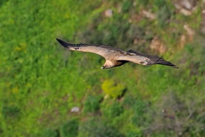 Griffon Vulture - נשר מקראי - Gyps fulvus