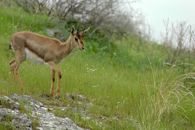Gazelle- צבי ארץ ישראלי -Gazella gazella