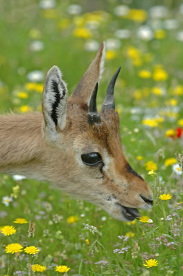 <h5>Gazelle- צבי ארץ ישראלי -<i>Gazella gazella</i></h5>