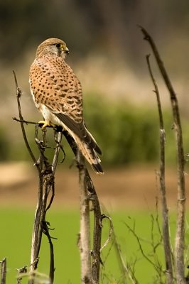 Common Kestrel - בז מצוי - Falco tinnunculus