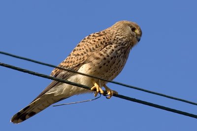 Common Kestrel - בז מצוי - Falco tinnunculus