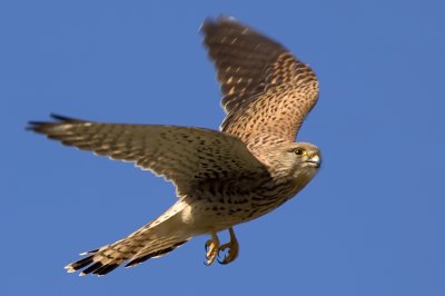 Common Kestrel - בז מצוי - Falco tinnunculus