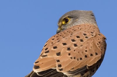 Common Kestrel - בז מצוי - Falco tinnunculus
