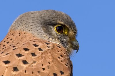 Common Kestrel - בז מצוי - Falco tinnunculus