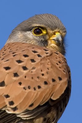 Common Kestrel - בז מצוי - Falco tinnunculus