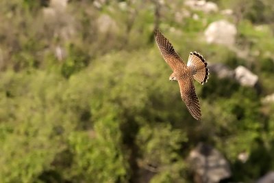 Common Kestrel - בז מצוי - Falco tinnunculus