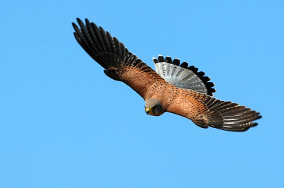 Common Kestrel - בז מצוי - Falco tinnunculus