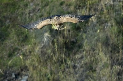 Griffon Vulture - נשר מקראי - Gyps fulvus